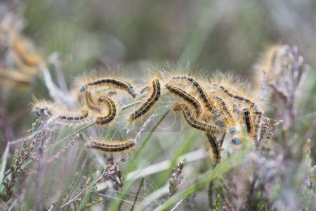 Caterpillars from Lackey moth (Malacosoma neustria) on plant, Emsland, Lower Saxony, Germany, Europe