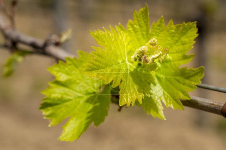 Weinrebe im Frühling, in der Nähe von Brolio, Chianti Region, Toskana, Italien, Europa