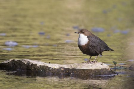 White-throated Dipper (Cinclus cinclus) standing on stone in water, Hesse, Germany, Europe