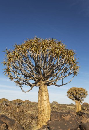 Carquois (Aloe dichotoma) près de Keetmanshoop, Namibie, Afrique