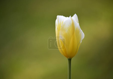 Tulipán (Tulipa), flor amarilla, Alemania, Europa