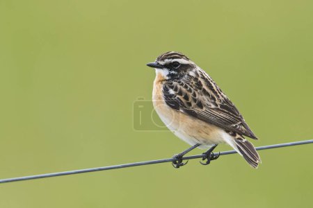Whinchat (Saxicola rubetra) sits on wire fence, Emsland, Lower Saxony, Germany, Europe