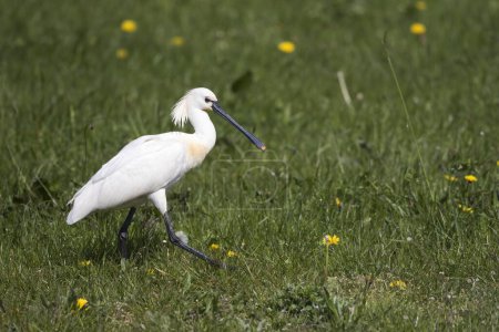 Common spoonbill (Platalea leucorodia) strides in a meadow, Texel, North Holland, Netherlands