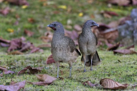 Couple of Plain Chachalacas (Ortalis vetula) on meadow with fallen leaves, Corozal district, Belize, Central America