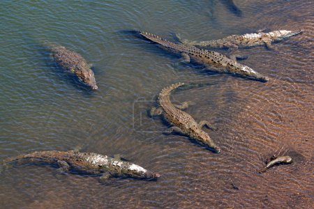 Crocodiles d'Amérique (Crocodylus acutus) se reposent dans l'eau, Rio Tarcoles, Parc national de Carara, province de Puntarenas, Costa Rica, Amérique centrale