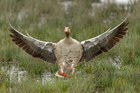 Greylag Goose (Anser anser) volando, Alemania, Europa