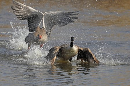Greylag goose (Anser anser) fights with Canada goose (Branta canadensis), Germany, Europe
