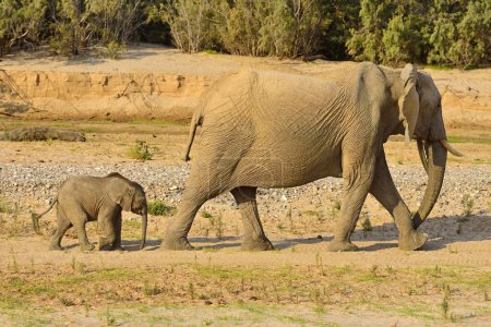 Namibische Wüstenelefanten (Loxodonta africana), Kuh und Kalb laufen, Hoarusib Fluss, Namib Wüste, Kaokoland, Kaokoveld, Kunene Provinz, Namibia, Afrika