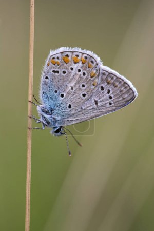 Common blue butterfly (Polyommatus icarus) sits on blade, Burgenland, Austria, Europe