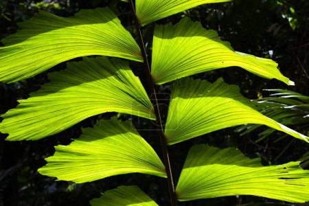 Blatt einer Fischschwanzpalme (Caryota), Detailansicht, Costa Rica, Mittelamerika