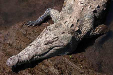 Amerikanisches Krokodil (Crocodylus acutus) ruht im Wasser, Rio Tarcoles, Carara Nationalpark, Provinz Puntarenas, Costa Rica, Mittelamerika