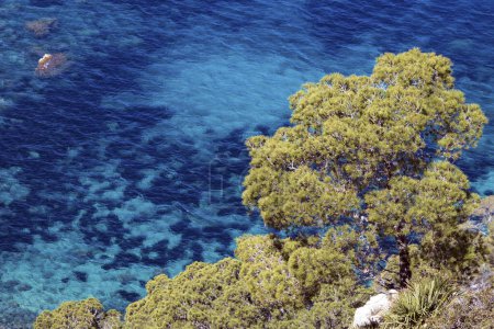 Aleppo-Kiefer (Pinus halepensis) wächst auf einem Felsen vor dem türkisfarbenen Meer, in der Nähe von Sant Elm, Mallorca, Balearen, Spanien, Europa
