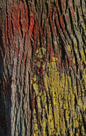 Farbige Flechten (Flechten) auf der Rinde einer englischen Eiche (Quercus robur), Baden-Württemberg, Deutschland, Europa 
