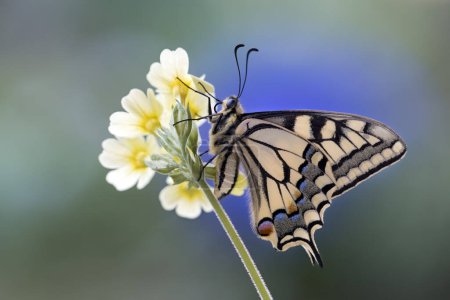 Swallowtail (Papilio machaon), on primrose, Tyrol, Austria, Europe