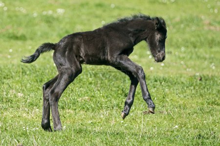 Domestic horse, black foal jumps exuberantly on pasture, Germany, Europe