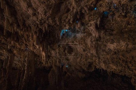 Bioluminescence, ver luisant, fait le moustique (Arachnocampa luminosa) dans une grotte, stalactites dans l'arche d'Oparara, bassin d'Oparara, parc national de Kahurangi, Karamea, région de la côte ouest, île du Sud, Nouvelle-Zélande, Océanie