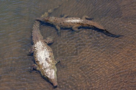 Amerikanische Krokodile (Crocodylus acutus) ruhen im Wasser, Rio Tarcoles, Carara Nationalpark, Provinz Puntarenas, Costa Rica, Mittelamerika