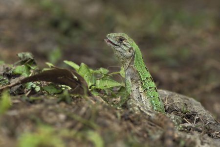 Juvenile Black Spiny-tailed Iguana (Ctenosaura similis) on ground, Corozal district, Belize, Central America