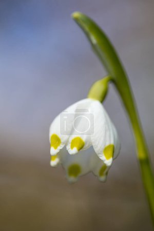 Copo de nieve de primavera (Leucojum vernum), flor, Renania del Norte-Westfalia, Alemania, Europa