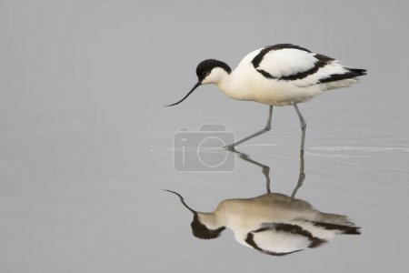 Säbelschnäbler (Recurvirostra avosetta) auf Nahrungssuche, Reflexion im Wasser, Insel Texel, Holland, Niederlande