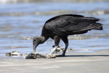 Black Vulture (Coragyps atratus) eats washed up dead fish on the beach, Samara, Nicoya Peninsula, Guanacaste Province, Costa Rica, Central America