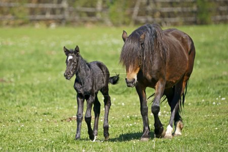 Domestic horse, mare with foal running on the pasture, Germany, Europe