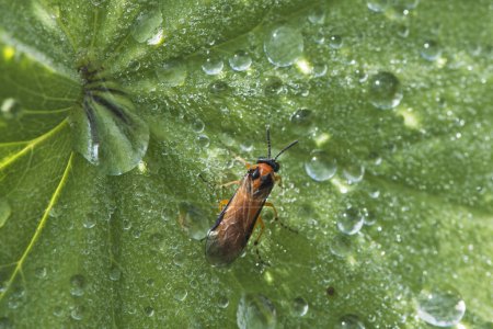 Turnip sawfly (Athalia rosae), Emsland, Lower Saxony, Germany, Europe