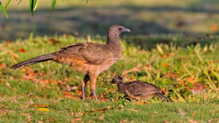 Plain Chachalaca (Ortalis vetula), with chick, Corozal district, Belize, Central America