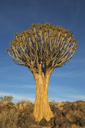 Carquois (Aloe dichotoma) près de Keetmanshoop, Namibie, Afrique
