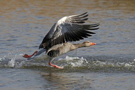 Greylag goose (Anser anser) flying, Germany, Europe