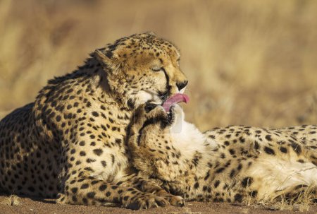 Cheetahs (Acinonyx jubatus), two brothers, grooming, captive, Namibia, Africa