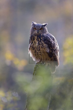 Eurasian eagle-owl (Bubo bubo), sitting on a tree trunk overgrown with moss, Sumava National Park, Bohemian Forest, Czech Republic, Europe