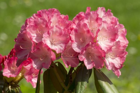 Rhododendronblume (Rhododendron), Nordrhein-Westfalen, Deutschland, Europa