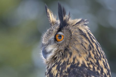 Eurasian eagle-owl (Bubo bubo), animal portrait, Sumava National Park, Bohemian Forest, Czech Republic, Europe