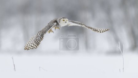 Snowy owl (Bubo scandiacus), flying in a snowy landscape, captive, Sumava National Park, umava Forest, Czech Republic, Europe 