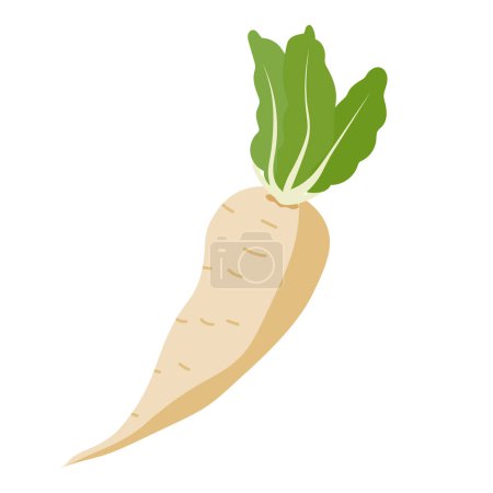 Illustration for Turnip vector illustration, white radish vegetable isolated on white background - Royalty Free Image
