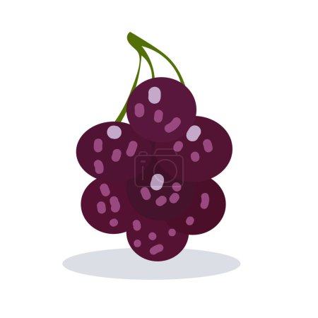Illustration for Jumbo black grapes vector illustration, big grape fruit flat icon isolated on white - Royalty Free Image