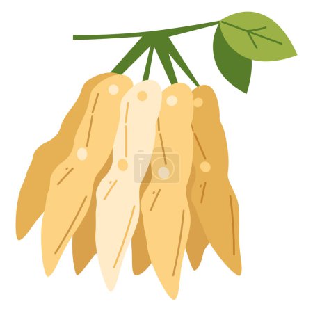 Imagen de vector de fruta de tamarindo, buah asam jawa diseño plano ilustración, dibujos animados tamarindo o tamarindus indica, indio fecha clip arte