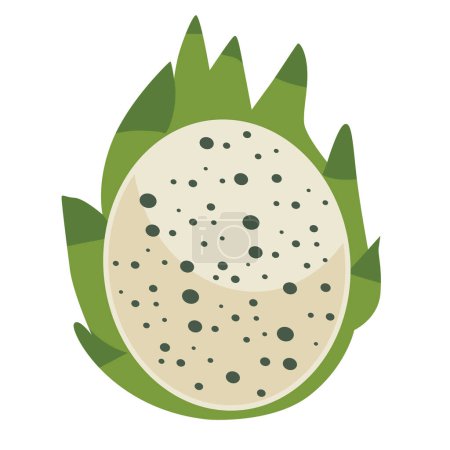Illustration vectorielle de fruits du dragon vert, pitaya ou buah naga coupé en deux, pitahaya vert isolé sur fond blanc