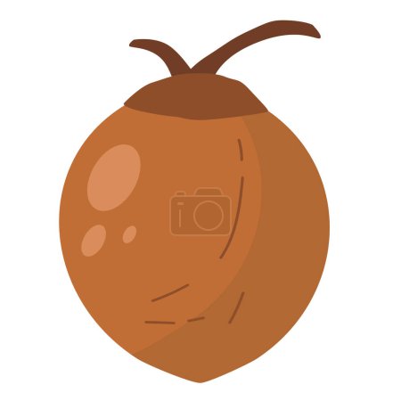 Ilustración de Ilustración de vector de fruta de coco marrón, fruta madura de palma de coco aislada sobre fondo blanco - Imagen libre de derechos