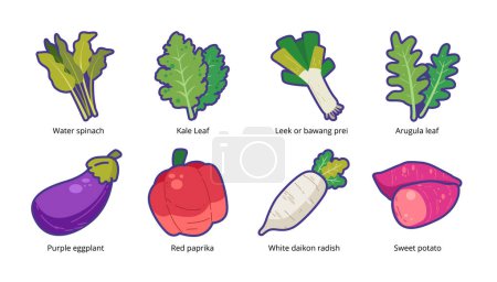 Conjunto de ilustración de vectores vegetales frescos. colección de verduras icono. Kangkong espinacas de agua, hoja de col rizada, puerro bawang prei, hoja de rúcula, berenjena terong, pimentón rojo, rábano blanco daikon, batata