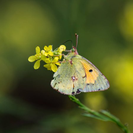 Yellow butterfly and green background. Macro view of a butterfly on a yellow flower. Suitable for butterfly and nature themed shots