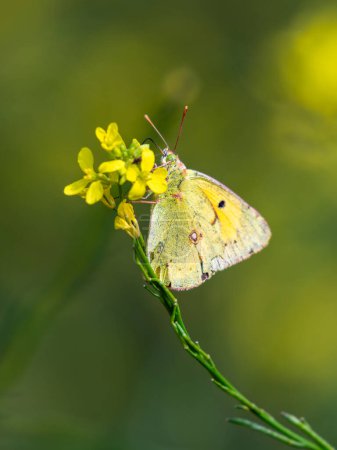 Mariposa amarilla y fondo verde. Vista macro de una mariposa sobre una flor amarilla. Adecuado para tiros temáticos de mariposa y naturaleza