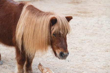 Téléchargez les photos : Portrait of gorgeous shetland pony with long yellow mane - en image libre de droit