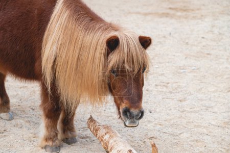 Téléchargez les photos : Portrait of gorgeous shetland pony with long yellow mane - en image libre de droit