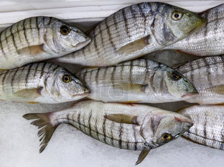 Foto de Steenbras pescado exhibido en una caja llena de hielo en el mercado de pescado - Imagen libre de derechos