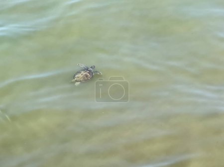Foto de Tortuga marina (caretta caretta) nadando en agua contaminada. El concepto de contaminación en los mares - Imagen libre de derechos