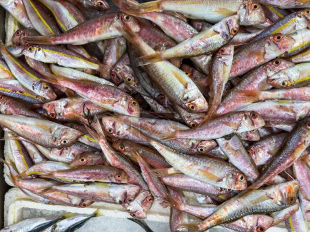 Téléchargez les photos : Vue du dessus du poisson rouget cru sur la glace exposé au marché aux poissons et fruits de mer - en image libre de droit