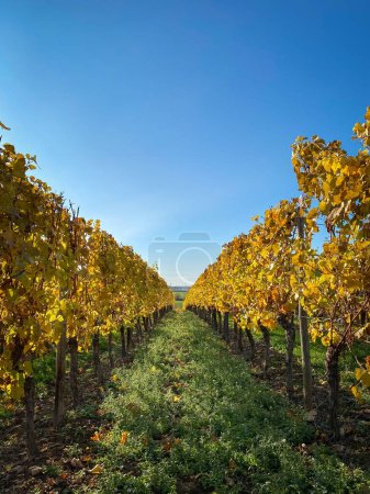 Téléchargez les photos : Vue sur les rangées de vignes avec des feuilles jaunes et dorées changeantes en automne, campagne traditionnelle et paysages de la belle Hesse rhénane, Allemagne contre le ciel bleu - en image libre de droit