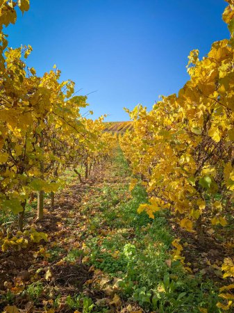 Téléchargez les photos : Vue à angle bas du vignoble dans de belles couleurs d'automne jaune dans la région du Rhin Hesse, Allemagne contre ciel bleu - en image libre de droit